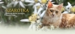 Hodowla Szarotka Maine Coon LOGO - Hodowla Szarotka Maine Coon